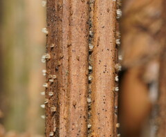 Hispidula dicksoniae