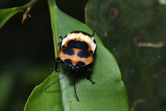 Poecilocoris latus