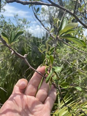 Sideroxylon lanuginosum