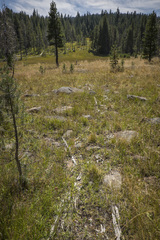 Aphyllon californicum grayanum