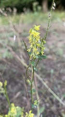 Melilotus officinalis