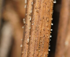 Hispidula dicksoniae