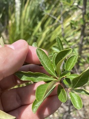 Sideroxylon lanuginosum