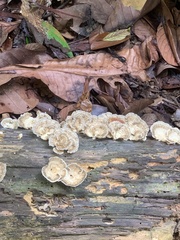 Trametes elegans