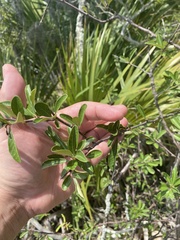 Sideroxylon lanuginosum