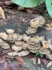 Trametes elegans