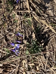 Lobelia erinus