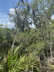 Sideroxylon lanuginosum