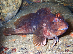 Parablennius gattorugine