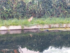 Vulpes vulpes crucigera