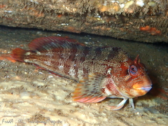 Parablennius gattorugine