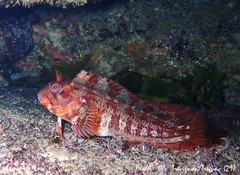 Parablennius gattorugine