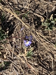 Lobelia erinus