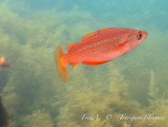 Pollachius pollachius