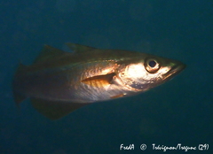 Pollachius pollachius