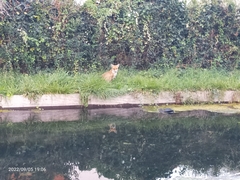 Vulpes vulpes crucigera