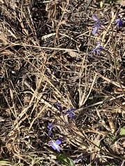 Lobelia erinus