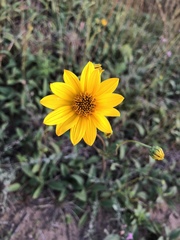 Helianthus occidentalis