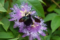 Xylocopa latipes