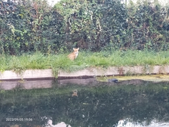 Vulpes vulpes crucigera