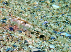 Pomatoschistus pictus