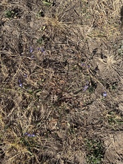 Lobelia erinus