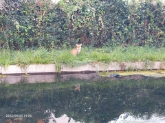 Vulpes vulpes crucigera