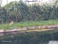 Vulpes vulpes crucigera