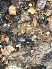 Dysderidae