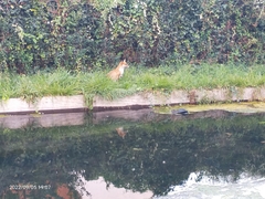 Vulpes vulpes crucigera