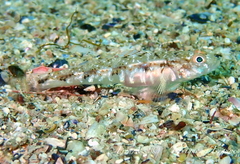 Pomatoschistus pictus