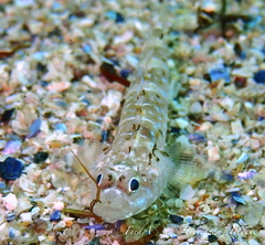 Pomatoschistus pictus