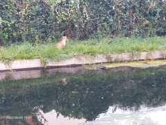 Vulpes vulpes crucigera