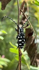 Trenetica lacrymans
