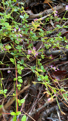Lespedeza procumbens