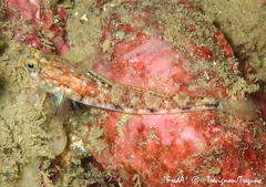 Pomatoschistus pictus