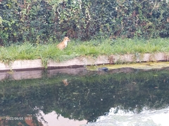 Vulpes vulpes crucigera