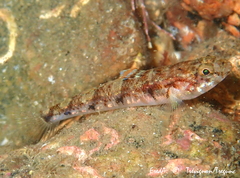 Pomatoschistus pictus