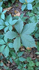 Parthenocissus inserta