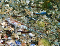 Pomatoschistus pictus