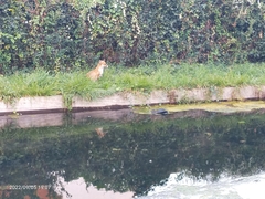 Vulpes vulpes crucigera