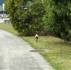 Threskiornis molucca
