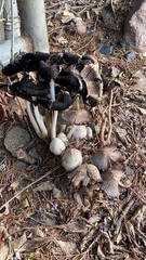 Coprinopsis variegata
