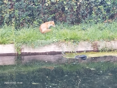 Vulpes vulpes crucigera