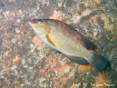 Symphodus melops