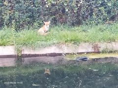 Vulpes vulpes crucigera