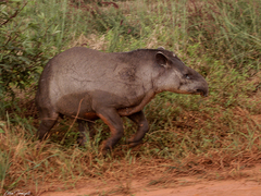 Tapirus terrestris