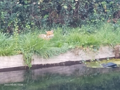 Vulpes vulpes crucigera