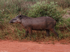 Tapirus terrestris