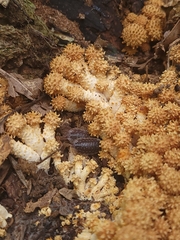 Pholiota squarrosoides